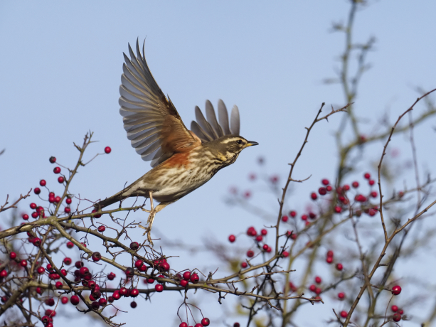 Grive mauvis s'envolant d'un arbre
